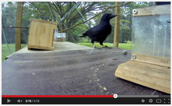 Solowork - Are Crows The Ultimate Problem Solvers?